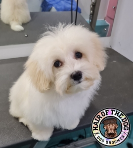 294697585_558977845960705_8694471565293095331_n