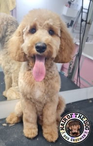 308128134_1017313369091804_4610817903492015002_n