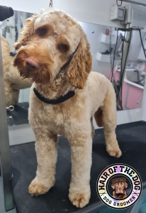 311036274_630696161927363_7914427290323655513_n